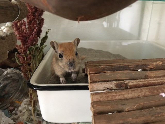 Gerbil pup van Gerbilfokkerij Queenies